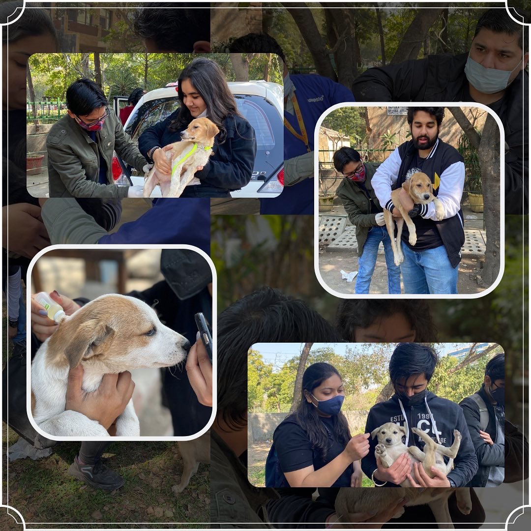EnactusMLNC's tweet photo. On February 11th, Project DESI and its initiative, The Desi Club, in partnership with the talented personnel of RexVet, conducted a vaccination drive. Through this effort, we successfully inoculated 64 dogs with 9 in 1 shot and 9 dogs with anti-rabies vaccines in Noida. https://t.co/7AkwMDhXBL