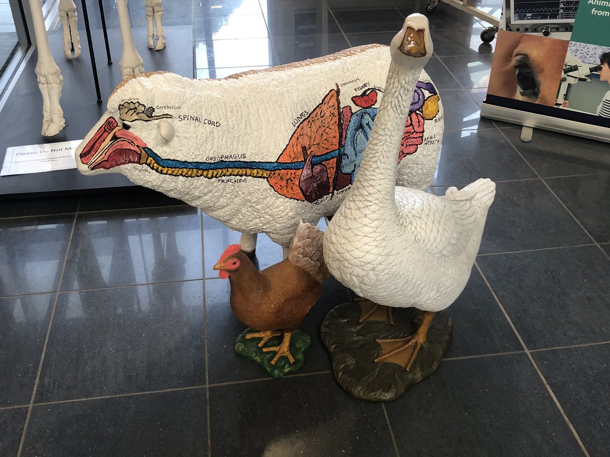 vicky_strong7's tweet photo. Nothing says “welcome back to the vet school” like a random collection of animal statues to greet you at the door on your first day! I’ll miss my @NTU_ARES of course but man it feels good to be back. @NottinghamVets https://t.co/ZJZN4OiUns