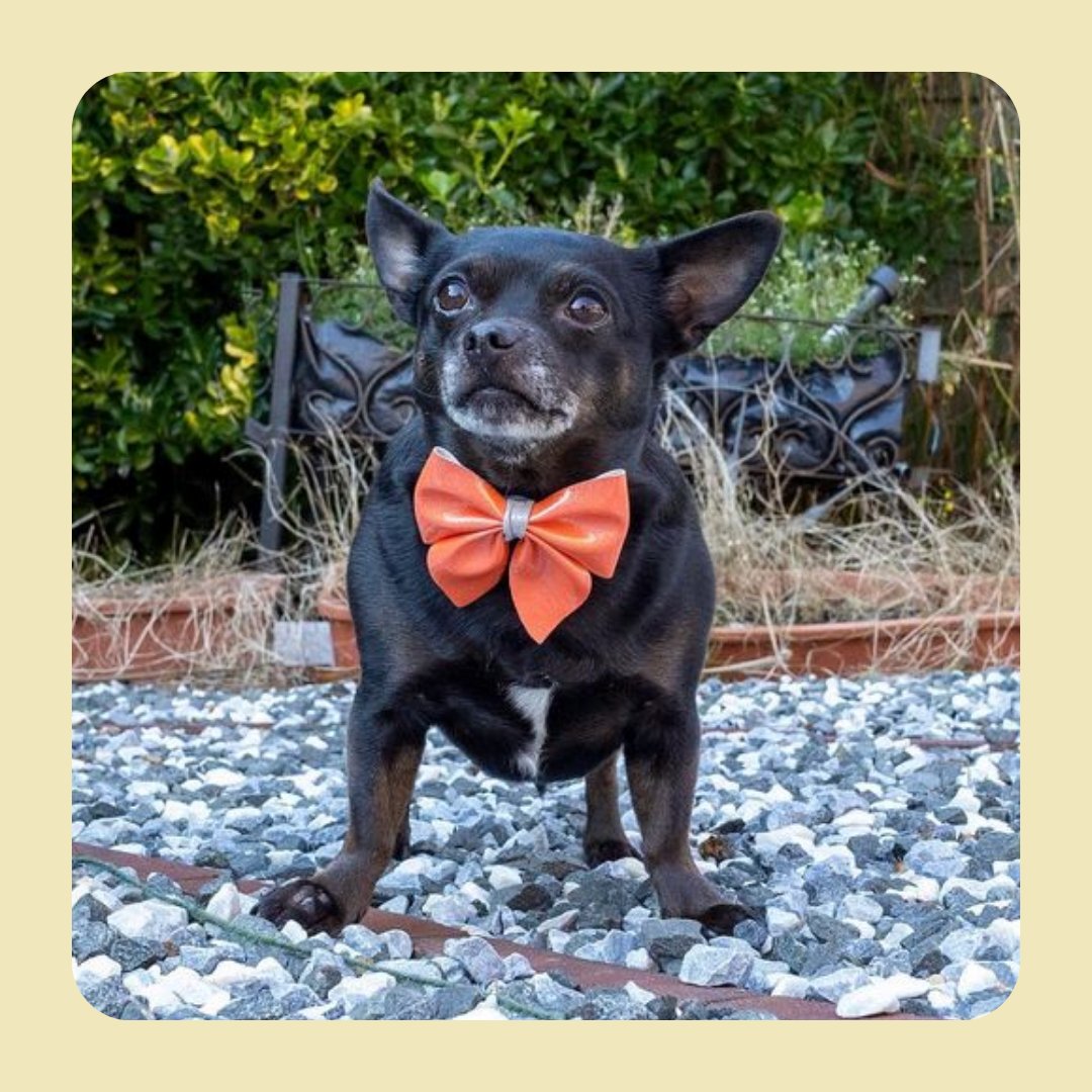 kent_pets's tweet photo. Look at this adorable pup with a big bow tie 🐶

Don't forget you can tag us in your favourite snaps of your furry friends using the #kentpets https://t.co/tw0Va5I8wO