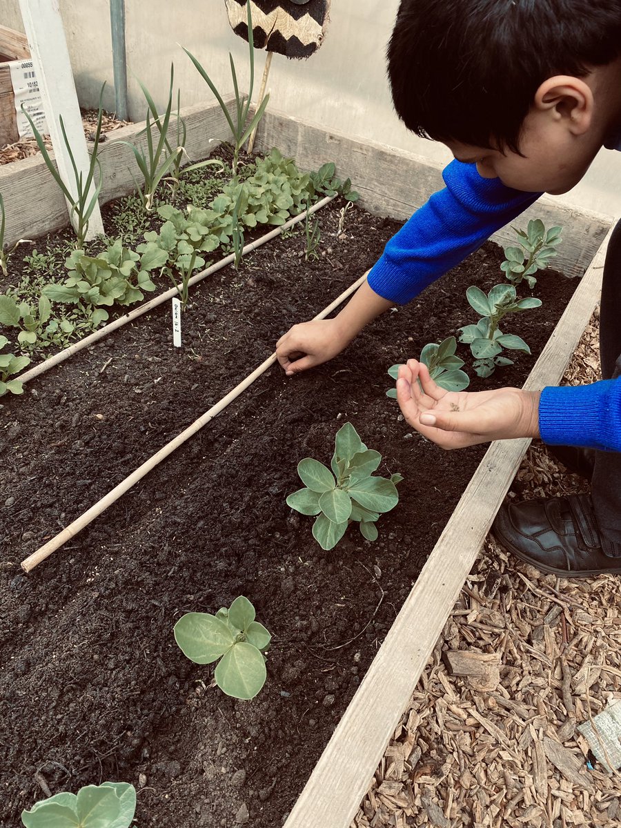 All systems go for the Grow Wild Enrichment group! We’ve been continuing with the @charlesdowding no dig course, learning about compost and sowing carrot seeds 🥕 <a href="/The_RHS/">The RHS</a> @RHSSchools <a href="/davidstvin/">D Swanston</a> <a href="/DrJohnAPatters1/">Dr. John A Patterson</a> <a href="/louisecrawfordI/">Louise Crawford</a> <a href="/MerseyRegionSSN/">Mersey Region SSN</a> ☀️
