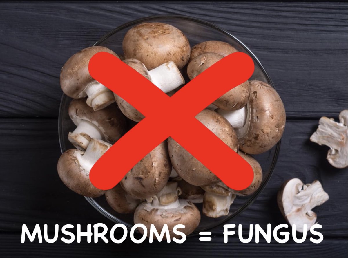 GraceeWargo's tweet photo. @eng304cripps @ds106dc #tdc3709 My response for Today's #ds106 Daily Create is MUSHROOMS = FUNGUS! I. HATE. MUSHROOMS. 🥵 https://t.co/j9qpYH3NRy
