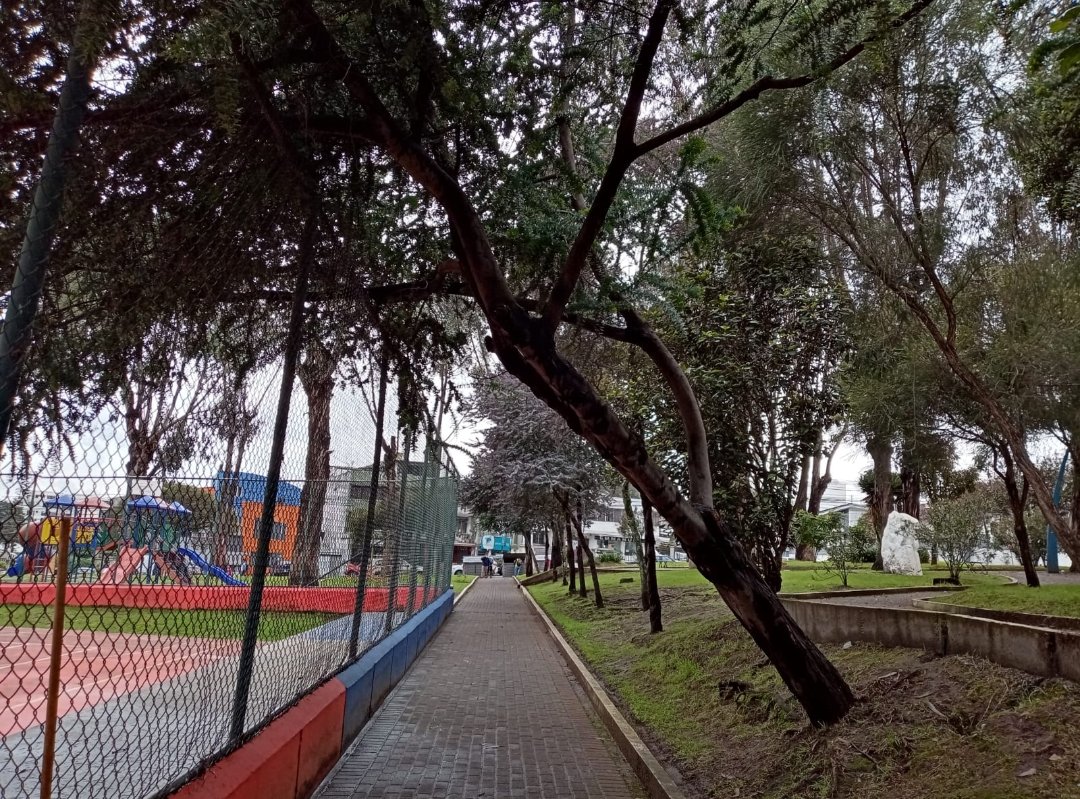 BarrioGranda's tweet photo. Durante 3 años hemos pedido la inspección de los árboles de nuestro barrio, pedido sin respuesta. Estos árboles están a punto de caerse por favor su intervención URG!@MunicipioQuito @ObrasQuito https://t.co/tQI5gKbiHe