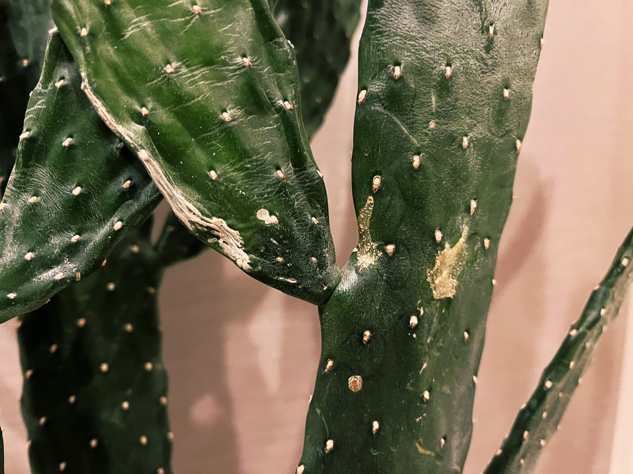 猫組長 サボテンに瘡蓋状の白い部分があるんだけど病気ですかね 植物の専門家から所見が聞きたいです T Co Dcj9e8jvt3 Twitter