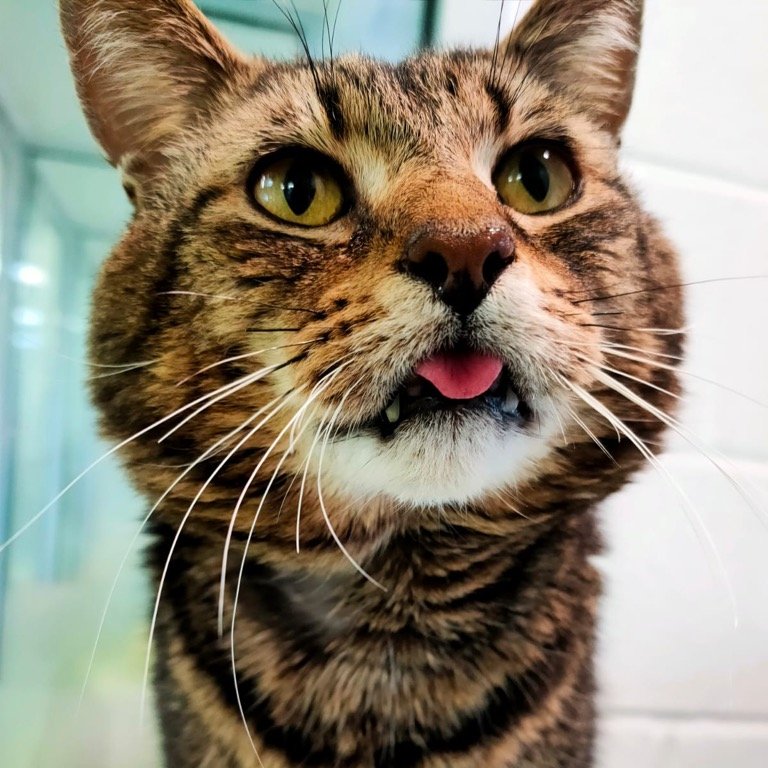 cotsdogscats's tweet photo. Tiger Tom can't understand why only two people have sponsored him 💔
He is a middle aged gent with a nasty disease that means he will need expensive treatment for the rest of his days. Can you help Tom?
https://t.co/qoAUQHfPWY
Text CDCH on 70085 to donate £5
#cats #catlovers https://t.co/BC7RGjtOWh