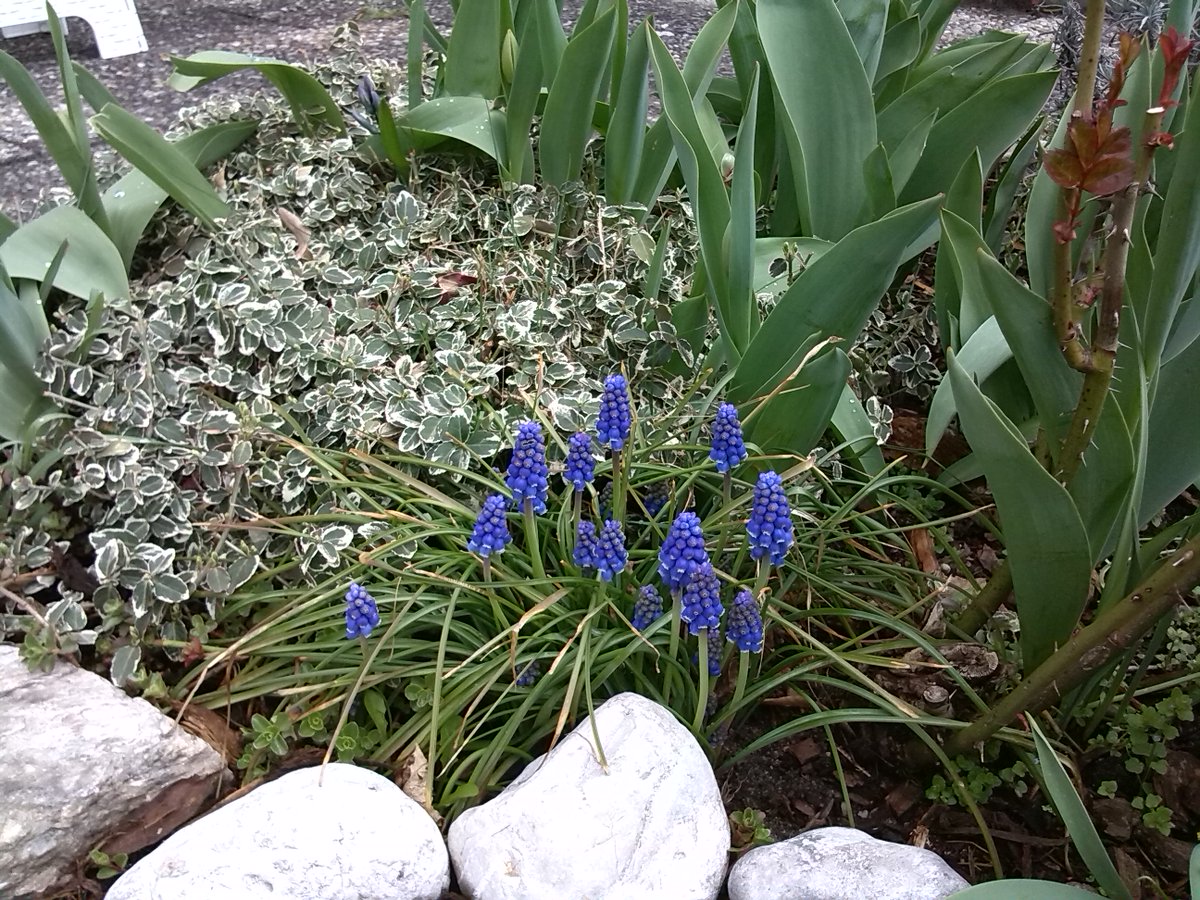 DerWohnsinn's tweet image. Sobald die Tage länger werden, sprießen die ersten Knospen. Ich stelle euch pflegeleichte #Frühlingsblumen für den #Garten vor. #Blumen #Blüte #Frühling 
der-wohnsinn.com/fruehlingsblum…