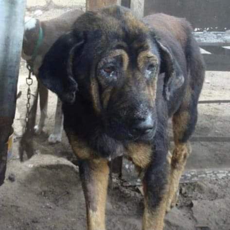 elcampito's tweet photo. Dulce llegó hace varios años al refugio, con toda la tristeza en su mirada de quién no logra entender por qué la abandonaron.
Con esa inocencia Dulce esperó y esperó. Ahora miren su sonrisa con su moño naranja🧡
Siempre vale la pena involucrarse, sumate👉 https://t.co/TRhavbMKJn https://t.co/mVgcltQF8f