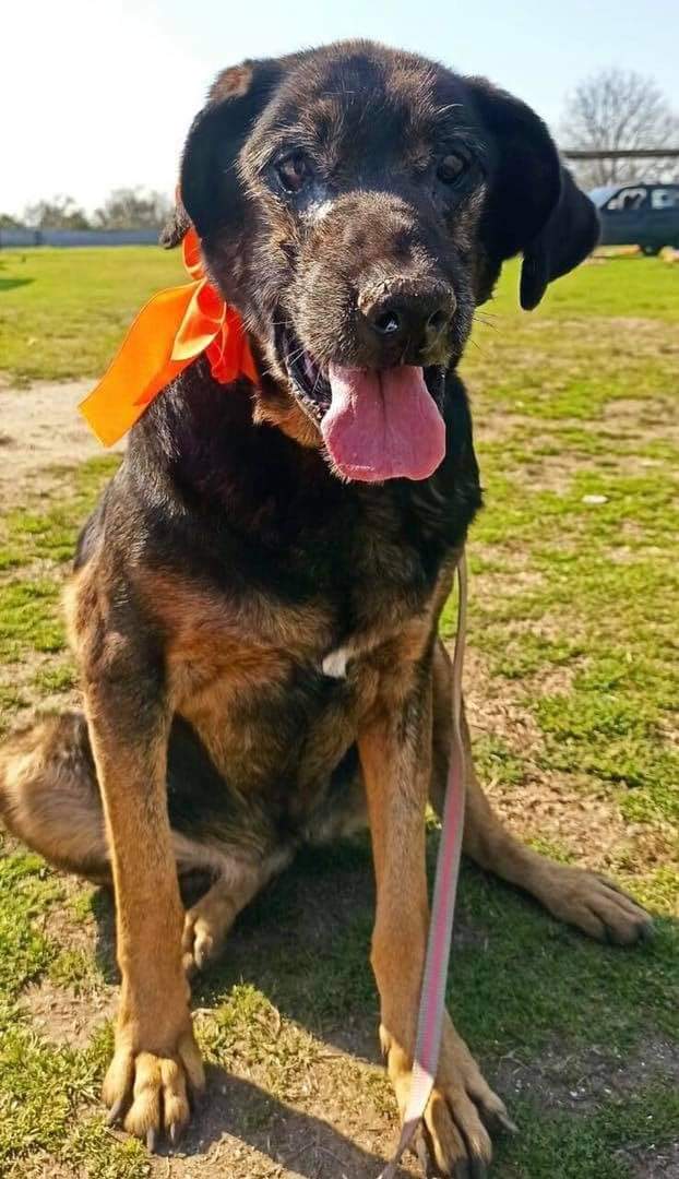 elcampito's tweet photo. Dulce llegó hace varios años al refugio, con toda la tristeza en su mirada de quién no logra entender por qué la abandonaron.
Con esa inocencia Dulce esperó y esperó. Ahora miren su sonrisa con su moño naranja🧡
Siempre vale la pena involucrarse, sumate👉 https://t.co/TRhavbMKJn https://t.co/mVgcltQF8f