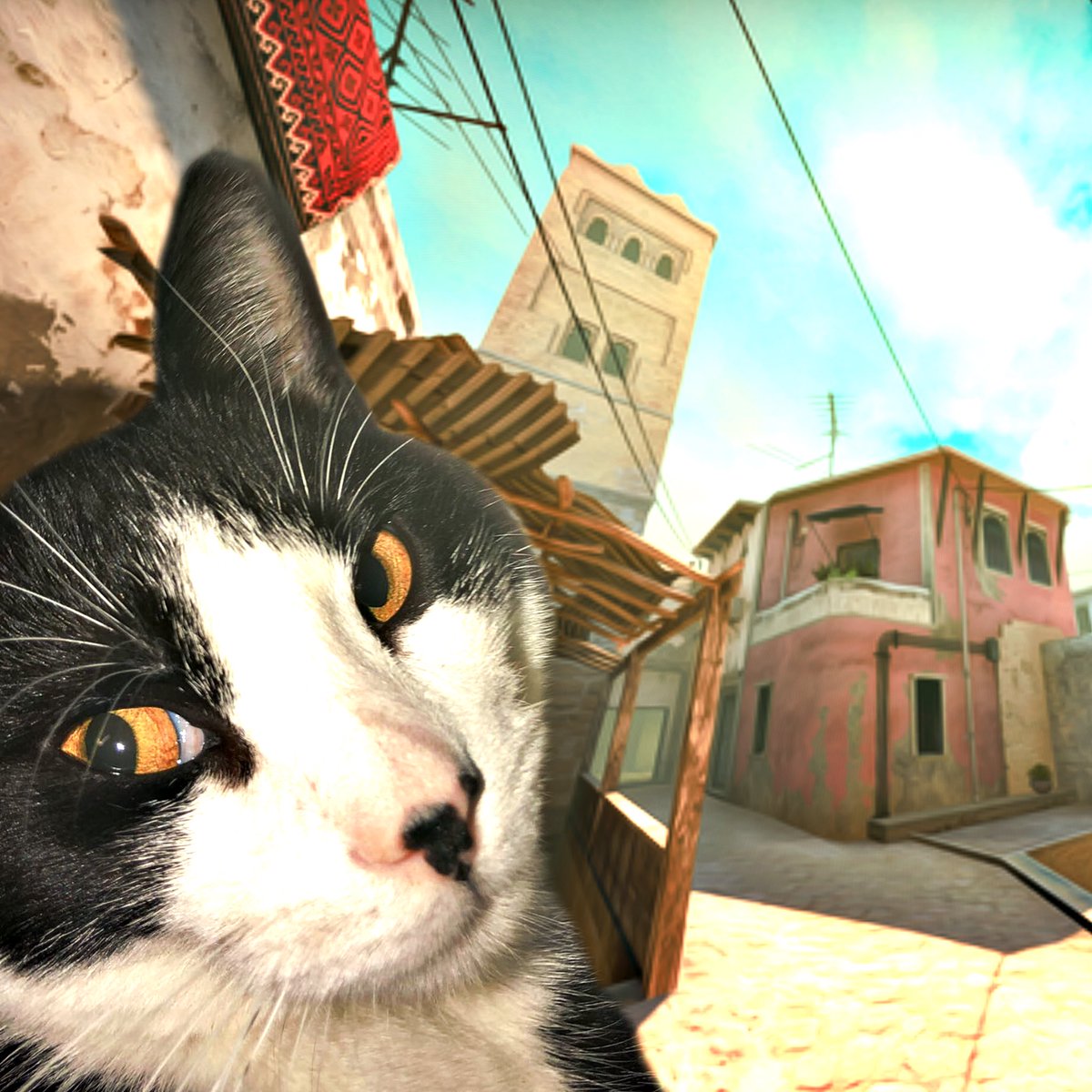 bakes_og's tweet photo. “damn, y’all going B again??”

huge thanks to @dual_csgo for the avi of my cat on mirage (best map) 🤩 https://t.co/dnzF25U7z1