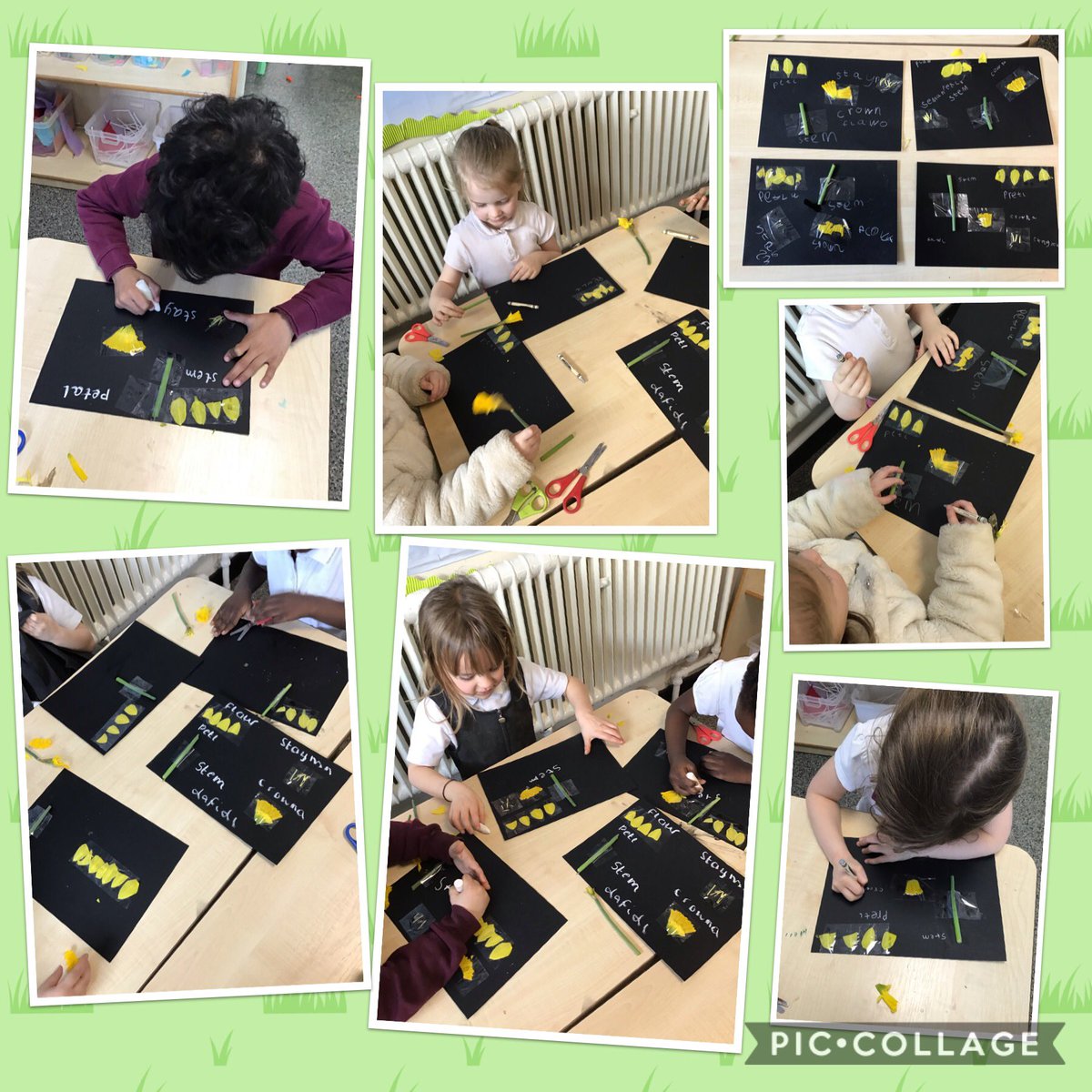 MissMalcolmHB's tweet photo. Reception Green have really enjoyed dissecting daffodils this afternoon. They have produced some amazing work!  @HartleyBrookPri https://t.co/QUMIXtQttg