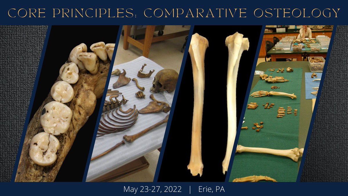 forensics_hd's tweet photo. Join us for our Comparative Osteology course this May 23-27! Check out our website - https://t.co/yaoQ44ZoCJ - for more info and to register! #anthropology #forensics #bones #courses #osteology https://t.co/wFjZN5YRg2