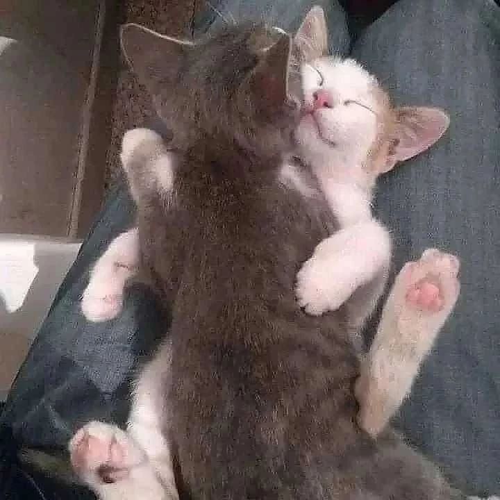 Gadgets Geniales (@gadgetsgeniales) on Twitter photo 