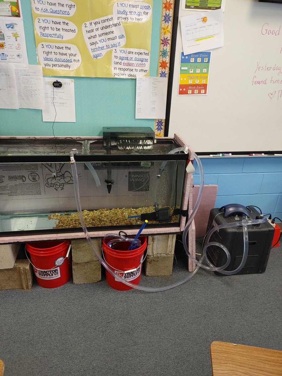SchoolWolcott's tweet photo. The trout are growing! https://t.co/EsizVtSDw8
