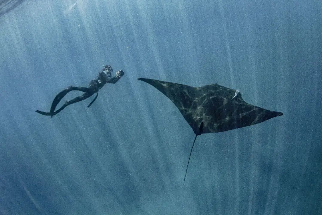 1World1Ocean's tweet photo. 📷 by @freedivingcabopulmo: Giant Manta and lucky freediver. 
https://t.co/ME37lsiz2u
.
#freediving #onebreath #freedivingphotography #freedivingart #deeperblue #oceans #cabopulmo #freedivingcabopulmo #cabo #sportdiver #skindiving #uwphotography #diving #mantaray https://t.co/xJ1dhov7XH