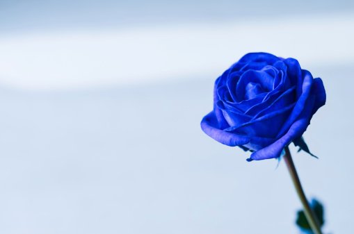 loving_BLUE_'s tweet photo. https://t.co/VLz0Nio0pU