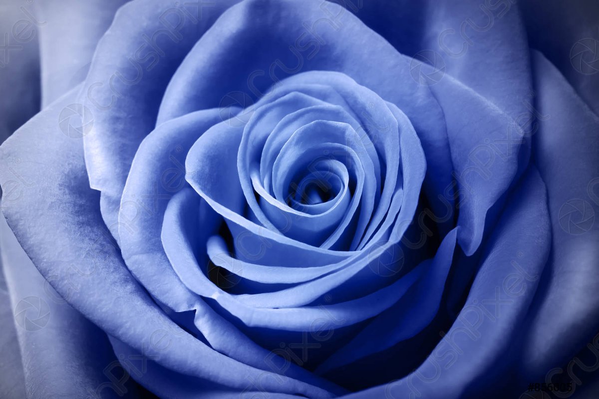 loving_BLUE_'s tweet photo. https://t.co/czf92Mgzl4