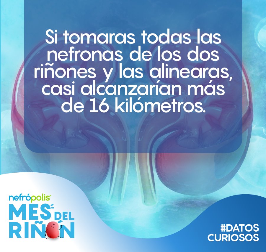 Te compartimos otro dato curioso sobre tus nefronas ✨

¿Qué te pareció esta información? Déjanos tus comentarios 💙

#DatosCuriosos #Sabíasque  #ERC #EnfermedadCronicoRenal #Nefropolis #Riñones #Nefropolis #SaludRenal #FarmaciaEspecializada #PrevenciónRenal #Nefronas