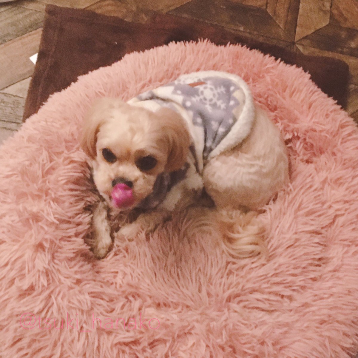 久々に鼻ペロモフさんが撮れました🐶
冬を乗り越えて元気にやってます。
#はなこと旦那とモフ https://t.co/MH4tuzut1a