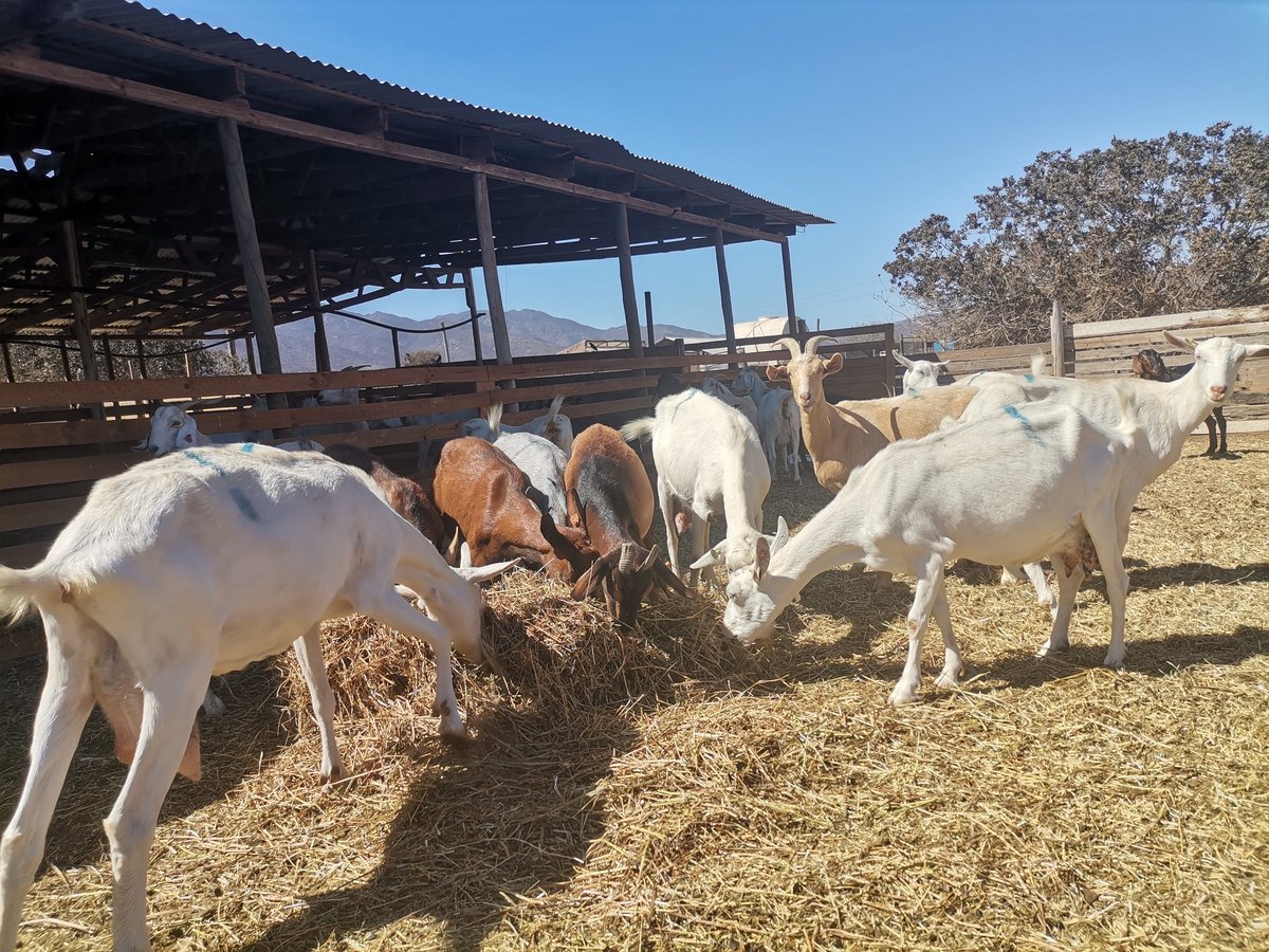Indap_coquimbo's tweet photo. ✅¡Apoyamos integralmente al rubro caprino!

En el marco del #ProgramaCaprinoLechero🐐entregamos distintas herramientas, a las que ahora se suma el mejoramiento genético del ganado, mediante convenio con la @uchile

Participamos de actividad que da inicio a su implementación👏 https://t.co/HVEY6DrfbL