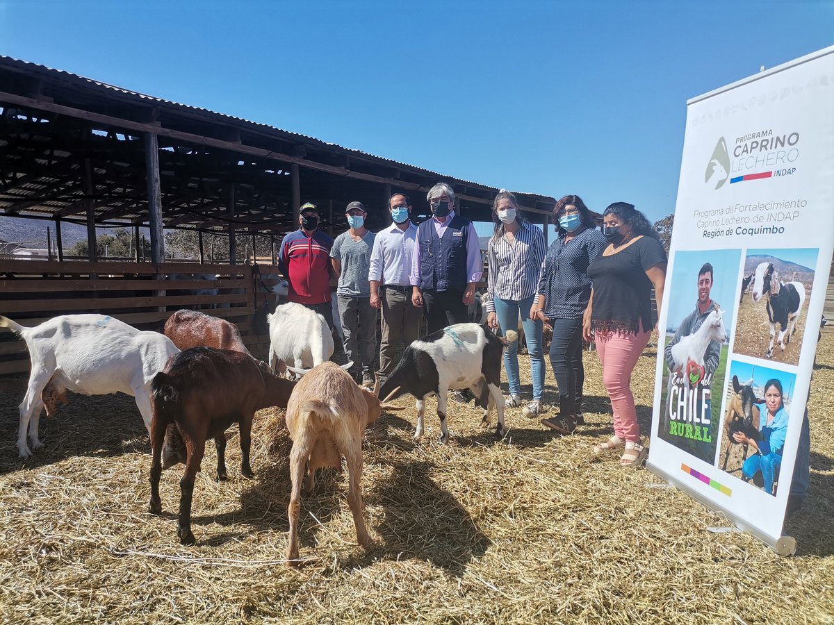 Indap_coquimbo's tweet photo. ✅¡Apoyamos integralmente al rubro caprino!

En el marco del #ProgramaCaprinoLechero🐐entregamos distintas herramientas, a las que ahora se suma el mejoramiento genético del ganado, mediante convenio con la @uchile

Participamos de actividad que da inicio a su implementación👏 https://t.co/HVEY6DrfbL