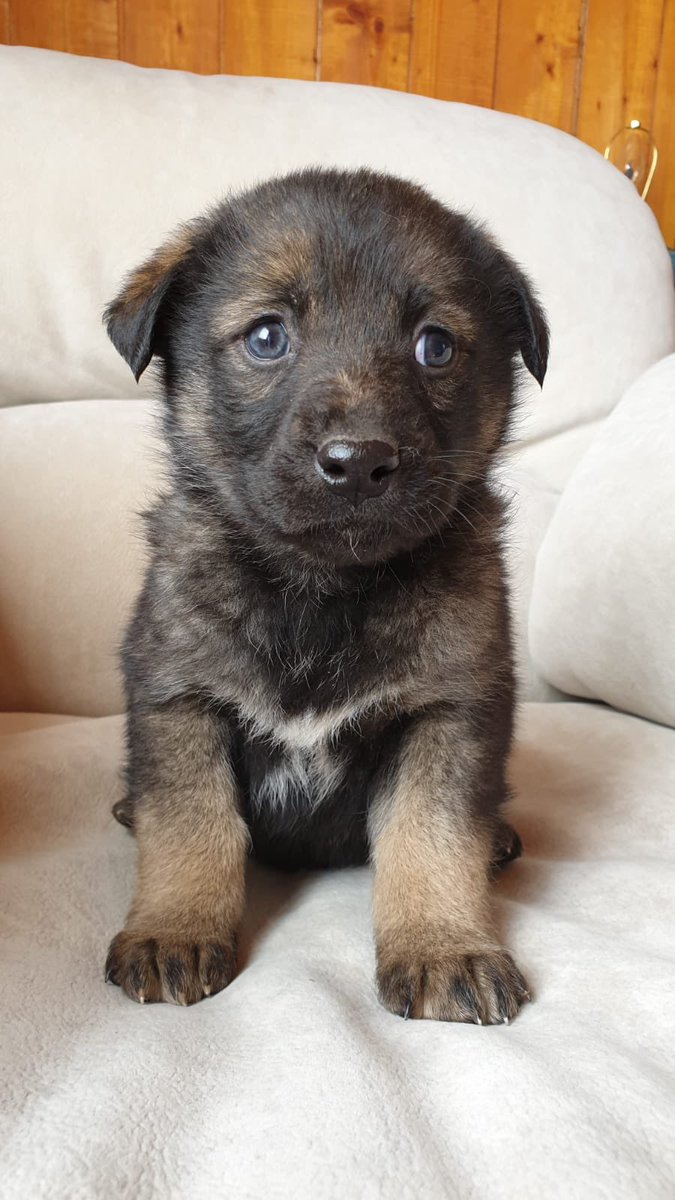 Мерлайн tweet media