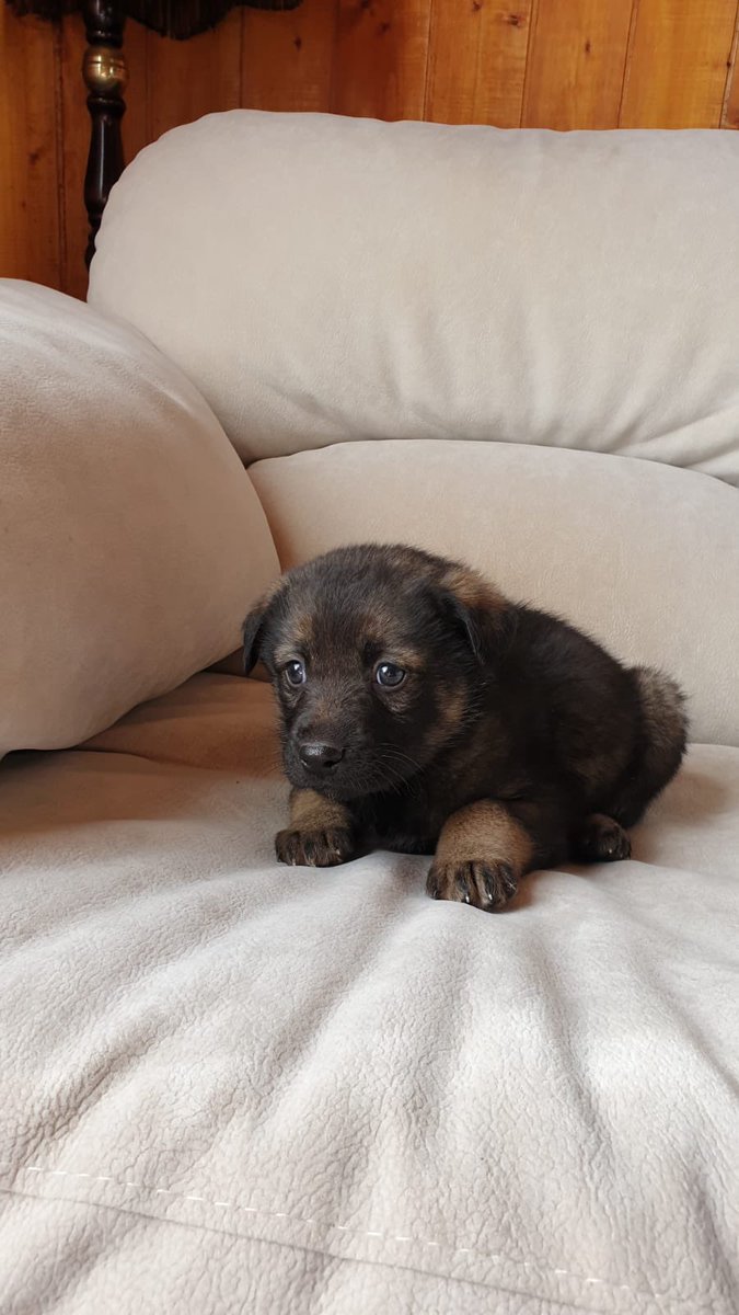 Мерлайн tweet media