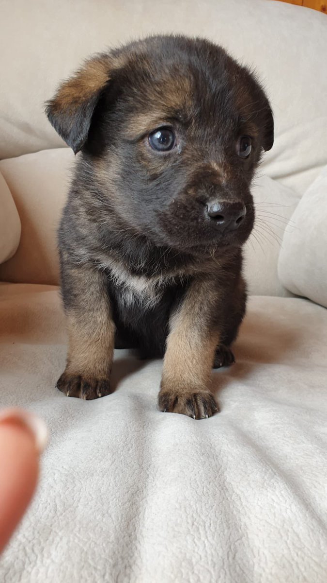 Мерлайн tweet media