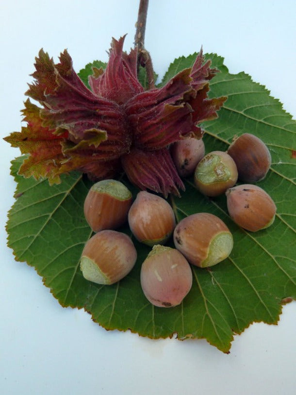 Check out this product 😍 Corylus "Rode Zellernoot" (Hazelnut) - 2.5Litre Pot 😍 
by Woolley Moor Nurseries. 
Shop now 👉👉 bit.ly/3HXZRWW
