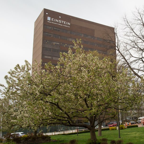 The new Einstein Institute for Advanced Studies in the Life Sciences seeks to provide answers to major scientific #lifesciences problems in the facing researchers through greater integration between pure scientific inquiry and the humanities. Learn more at bit.ly/3tGKmxn