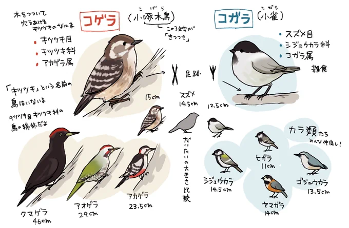 コゲラとコガラを間違えて恥ずかしいのでまとめました 