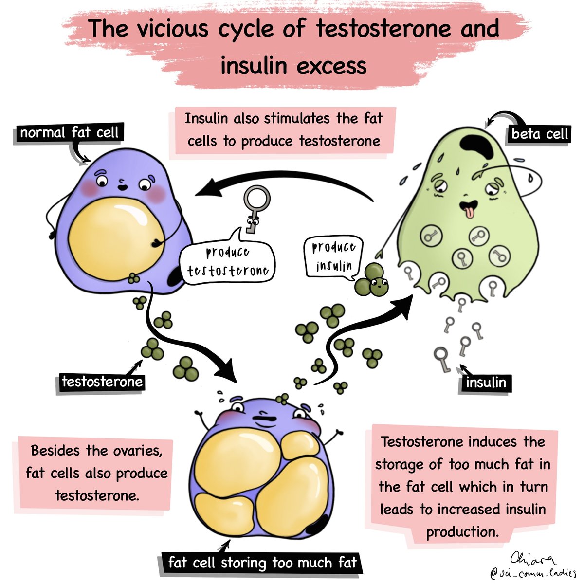 Do you know that fat cells also produce testosterone (T) under the effect of insulin? Our post explains the vicious cycle of T and insulin excess in fat and beta cells.

Post created in collaboration with <a href="/DaisyPcos/">DAISy-PCOS</a> <a href="/Thais_P_Rocha/">Thaís Pagliaro Rocha</a> @GalacticZoo 
#scicomm #sciart #pcosawareness
