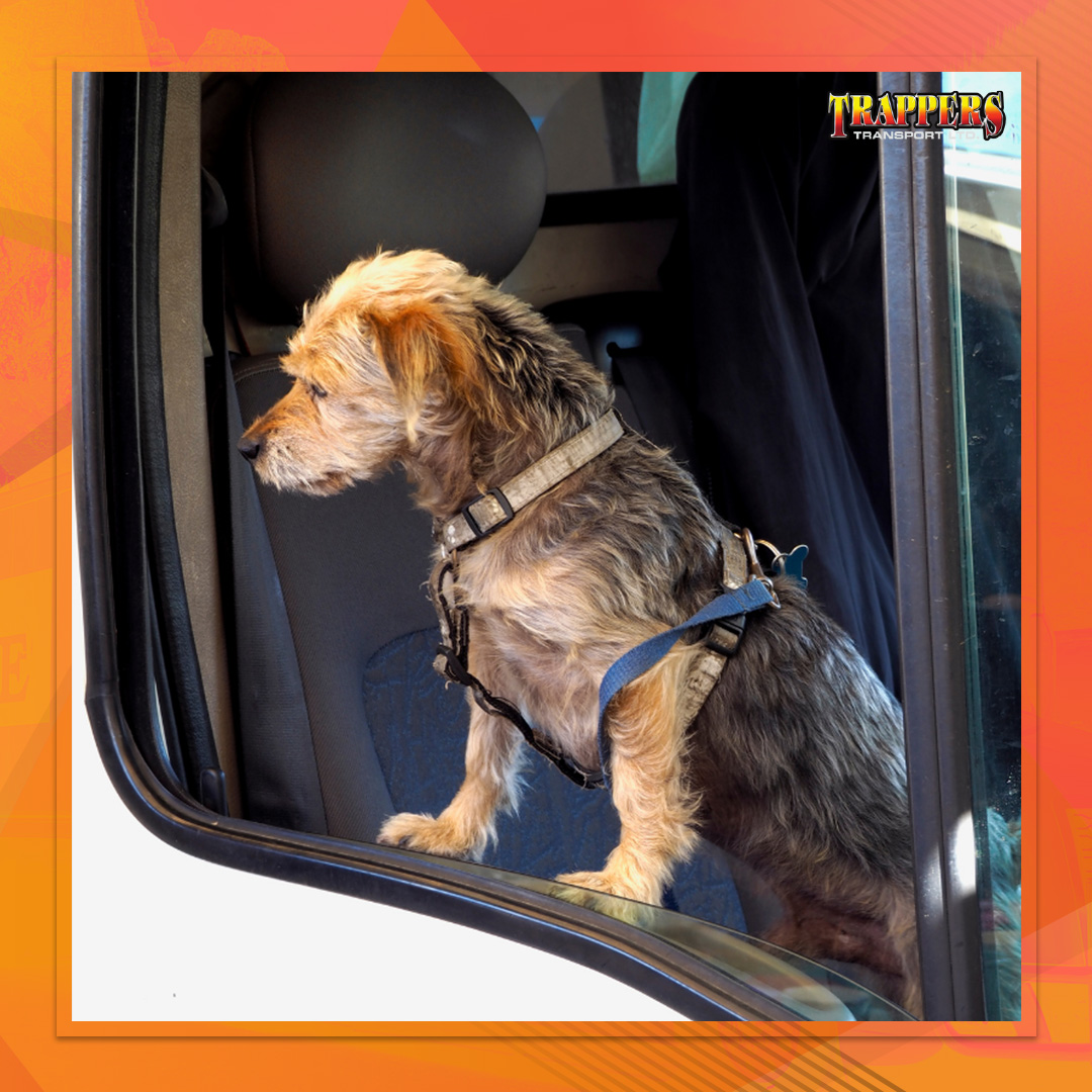 TrappersTransp's tweet photo. Did you know #TrappersTransport is pet-friendly? 🐾
Do you like to bring your pet with you while on the road? Let us know in the comment section, and be sure to share a photo!
.
.
.
#truckingindustry #transportation #longhaul #temperaturesensitive #LTLtrucking https://t.co/JVpQJGMH9d