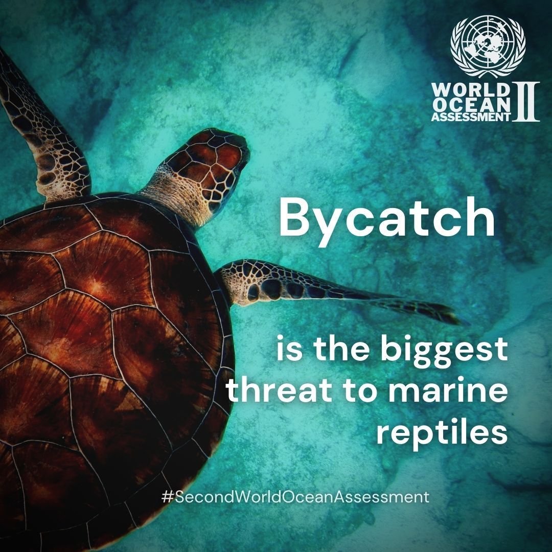IPBES's tweet image. Marine reptiles face multiple threats. 🐠🐙🐳🌿

These threats include bycatch, pollution, habitat loss, and ship disturbances, according to #SecondWorldOceanAssessment 

Learn more about the @UN #RegularProcess👉un.org/regularprocess