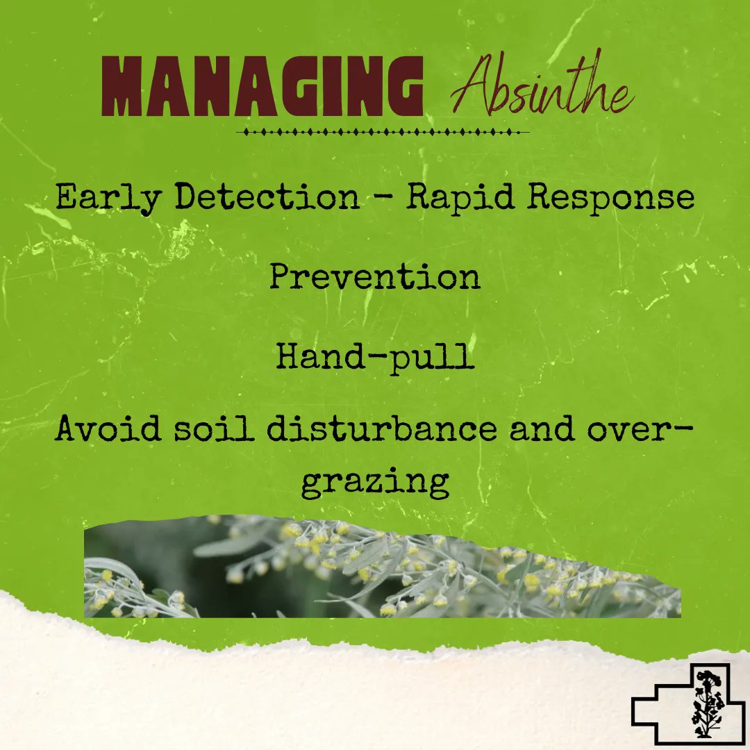 FWRWMA's tweet photo. Early detection of absinthe is important in preventing invasion – hand pull it right away. Minimize soil disturbance & overgrazing helps with prevention. Several herbicides are available & can control absinthe. Read labels before applying. #invasiveweeds #invasiveweedcontrol https://t.co/MchfvrFl5Z