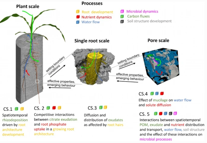 plantandsoil's tweet photo. Read #PLSO most recent opinion paper "Linking rhizosphere processes across scales: Opinion": https://t.co/5i9zj0KTwk
#rhizosphere  #modelling #upscaling #downscaling https://t.co/LgLQsLI9K2
