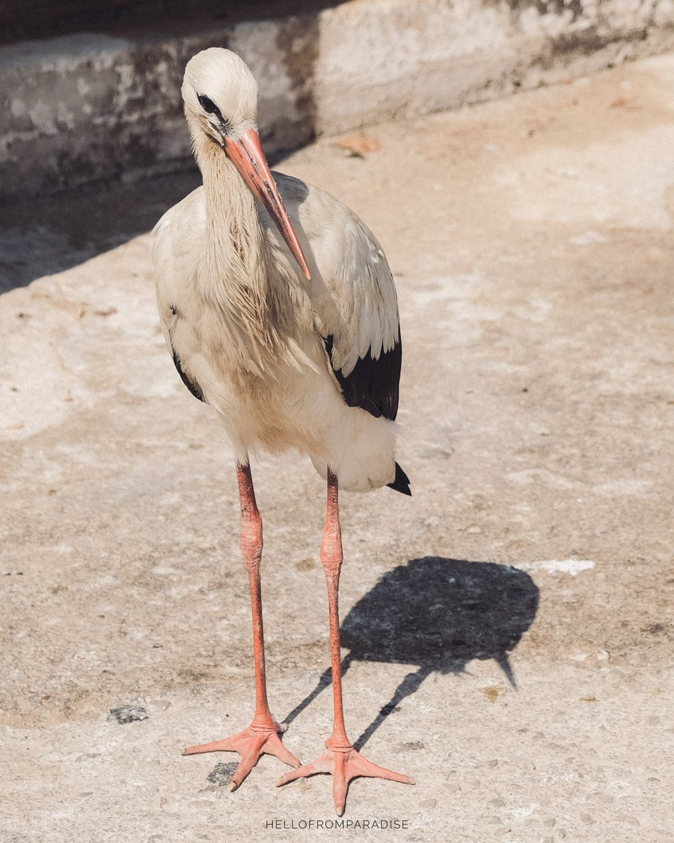 LefkadaParadise's tweet photo. Hello birdie nam nam https://t.co/LlzAJJZXJh