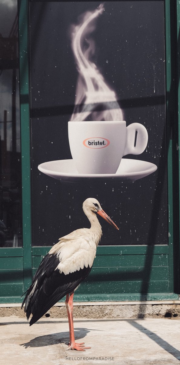 LefkadaParadise's tweet photo. Hello birdie nam nam https://t.co/LlzAJJZXJh