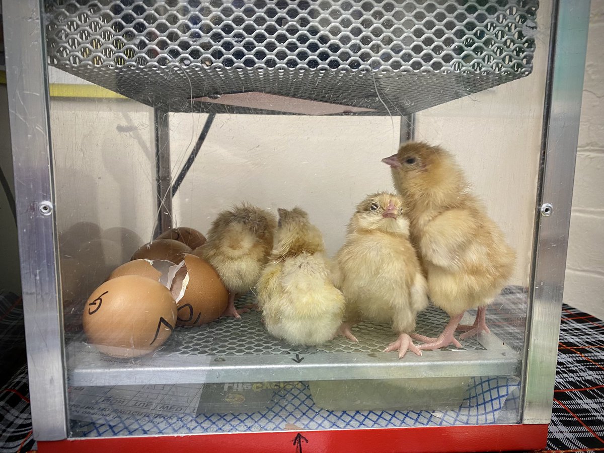 Four and counting #chickenmania is rife in the corridors. Lots of excitement 🐣 🐣 🐣 🐣