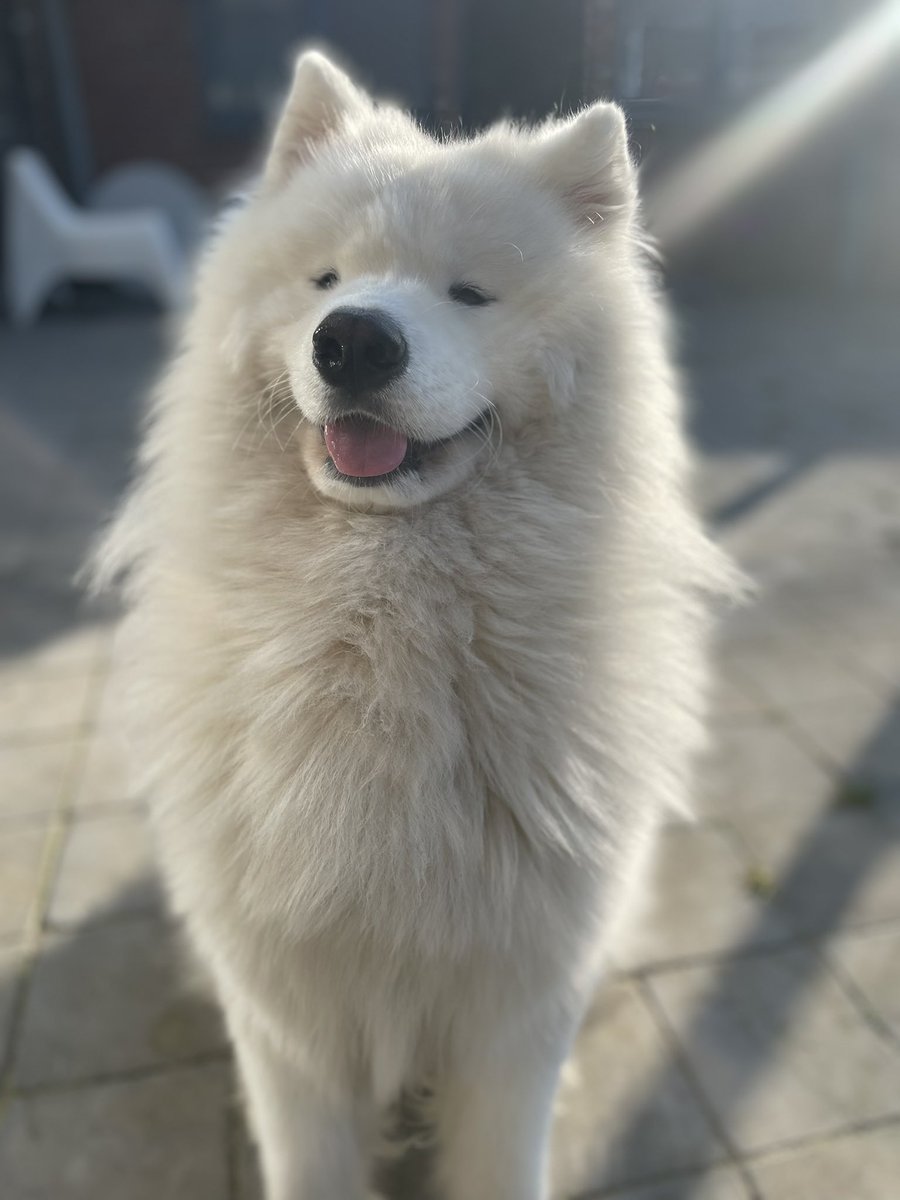 michelfcbweb's tweet photo. My handsome boy #Thor #samojeed #samoyed https://t.co/zvBOLoN2lg