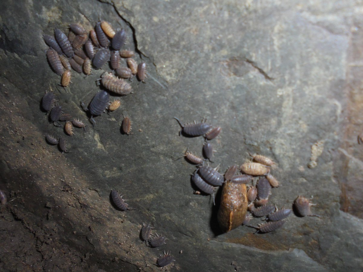WoodlandsPrim1's tweet image. There was much excitement today when we found an ant colony under a rock when investigating habitats in our school garden. #rspbwildchallenge @LtLScotland @SOuLupdate