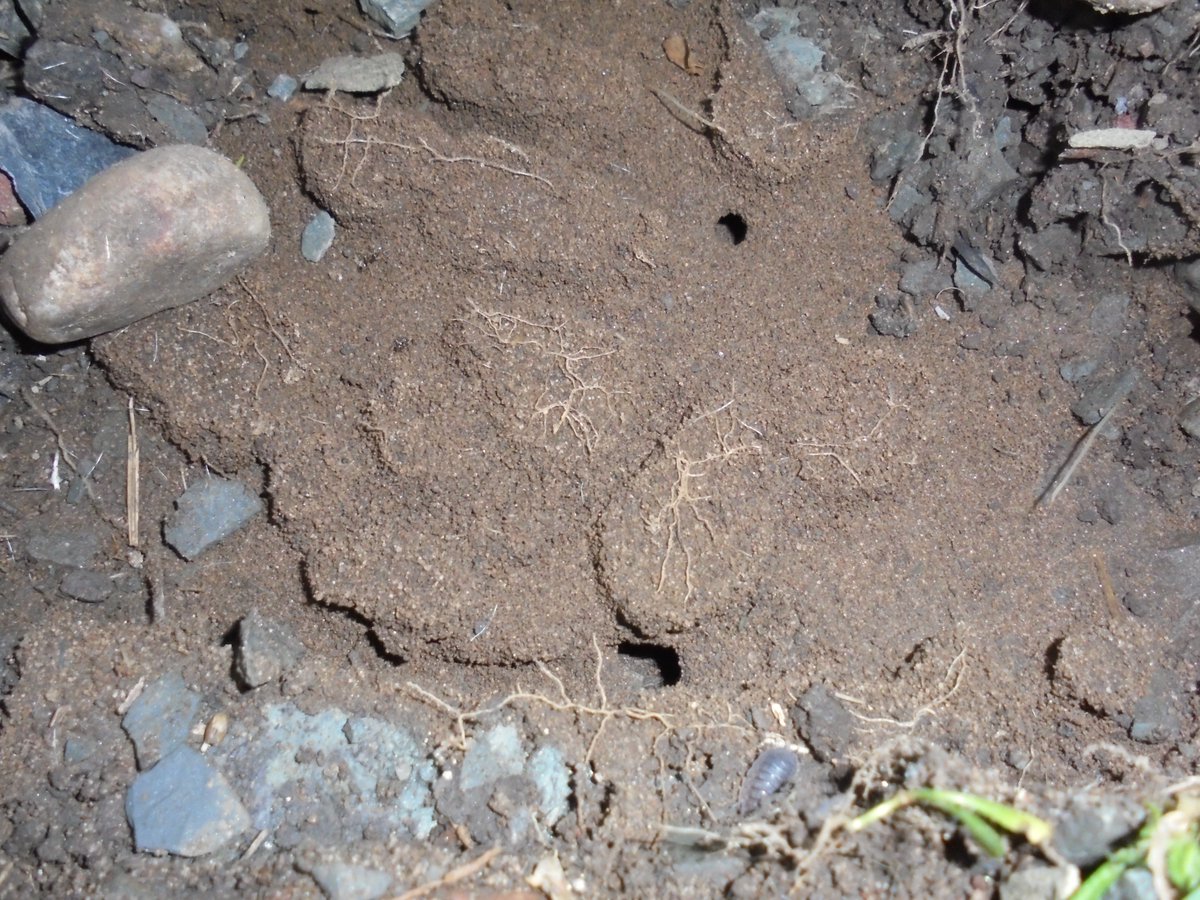 WoodlandsPrim1's tweet image. There was much excitement today when we found an ant colony under a rock when investigating habitats in our school garden. #rspbwildchallenge @LtLScotland @SOuLupdate