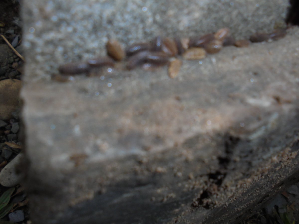 WoodlandsPrim1's tweet image. There was much excitement today when we found an ant colony under a rock when investigating habitats in our school garden. #rspbwildchallenge @LtLScotland @SOuLupdate
