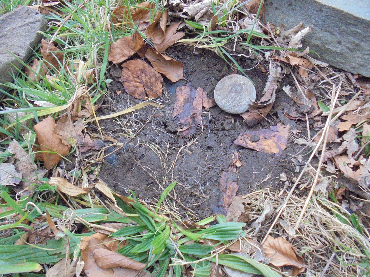 WoodlandsPrim1's tweet image. There was much excitement today when we found an ant colony under a rock when investigating habitats in our school garden. #rspbwildchallenge @LtLScotland @SOuLupdate