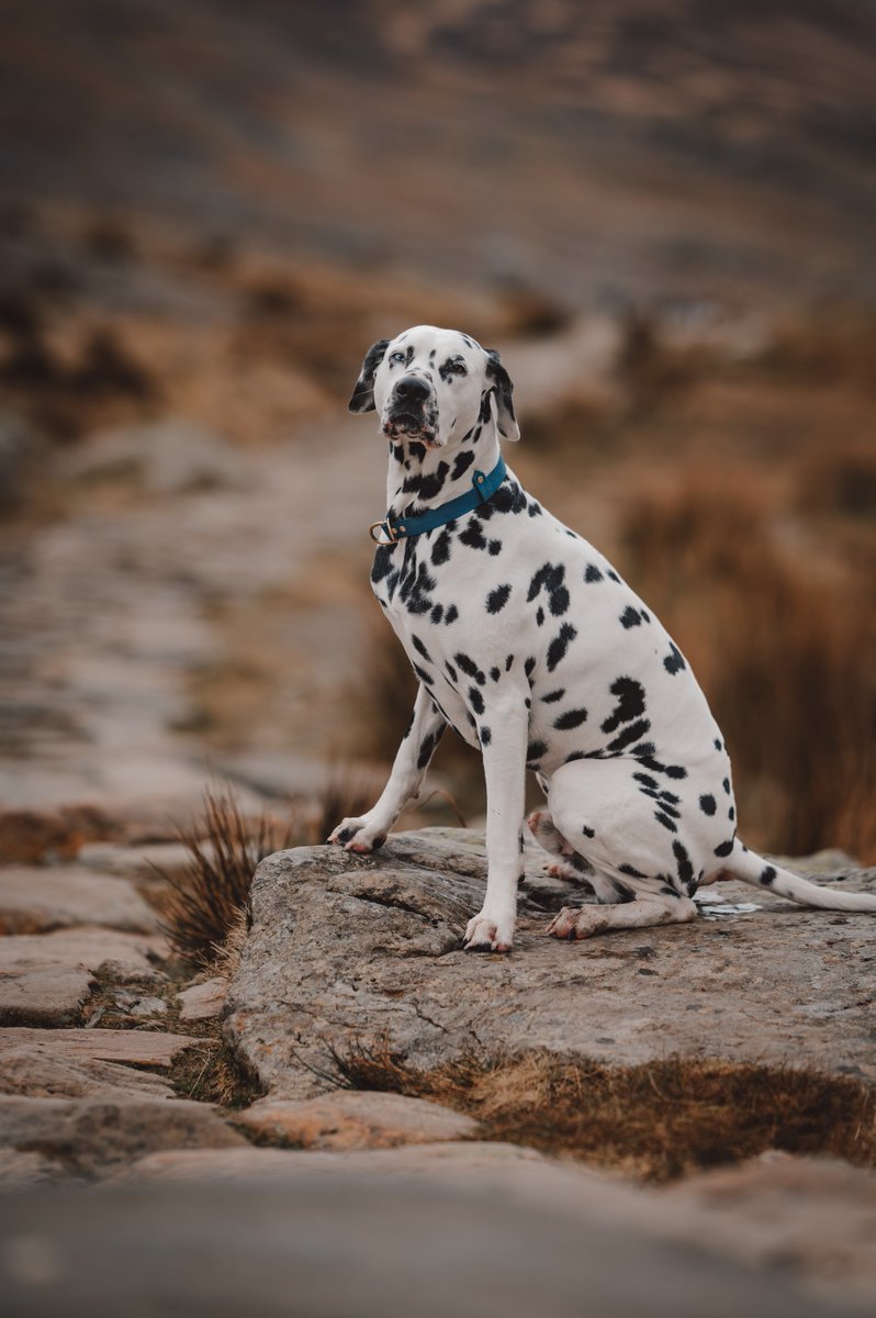 Twitter Seeing it frst #dogsofinstagram #twitterdogs #dalmatian #wales #nikonz6ii <a href="/UKNikon/">Nikon UK & Ireland</a> &amp; <a href="/SigmaImagingUK/">SIGMA UK</a> 135mm