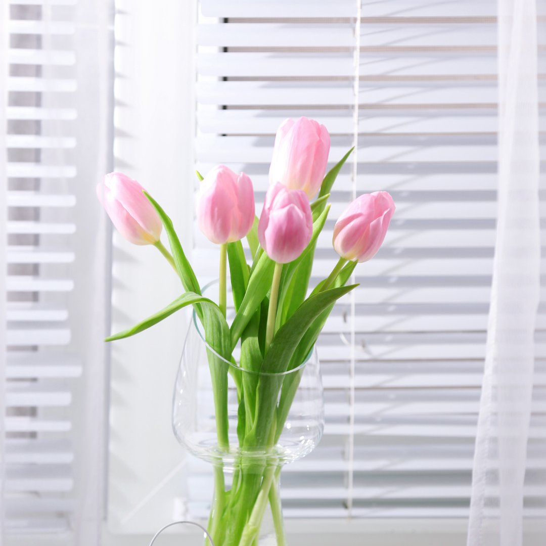 HouseplantJoy's tweet photo. Tulips come in many colors and shapes. Growing it indoors adds color and freshness to any decor. They thrive in full sun so make sure it's close or nearby windows where there's enough light.

#houseplanthour #interiorplant #plantfeed #spring https://t.co/Tmmn4QiPV9