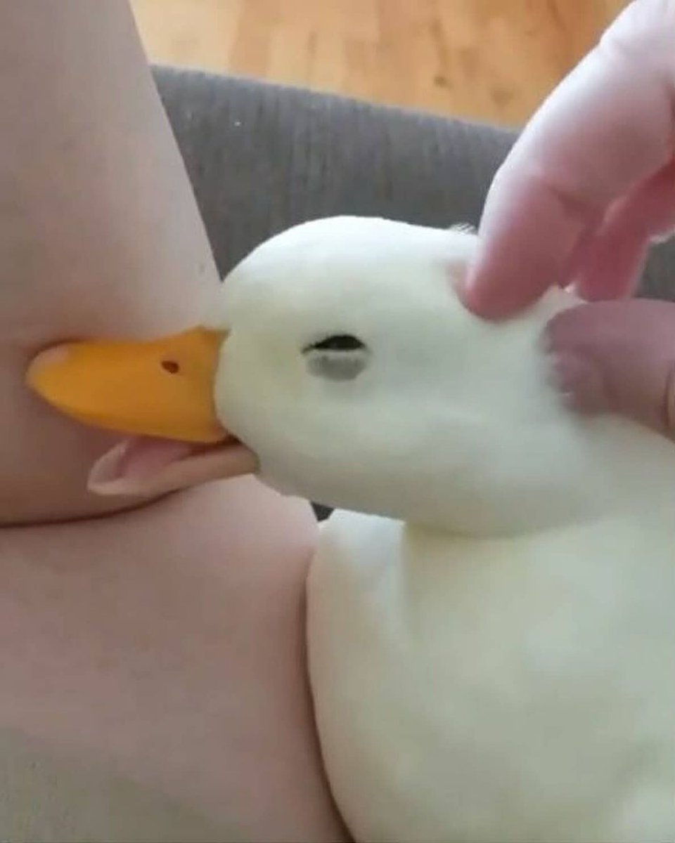 why you should have an animal (@shouldhaveanima) on Twitter photo 