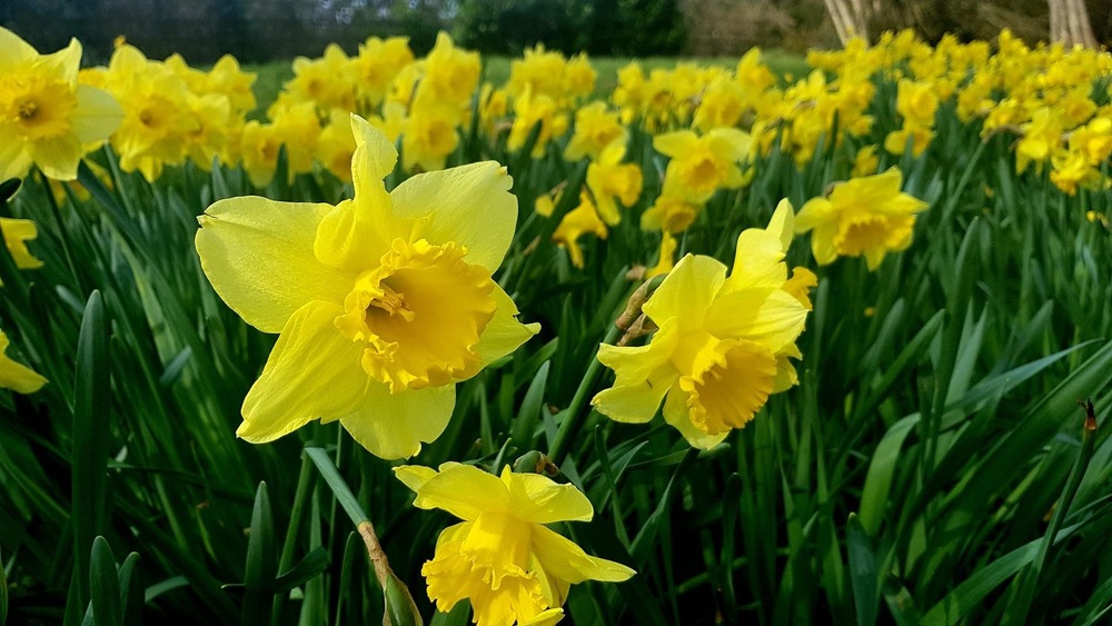 BigHouseLetsLTD's tweet photo. Daffodil time! Spring is here and it's beautiful in the hedgerows, the woods and by the river @visitDeanWye @visi... https://t.co/08WKibB1lH