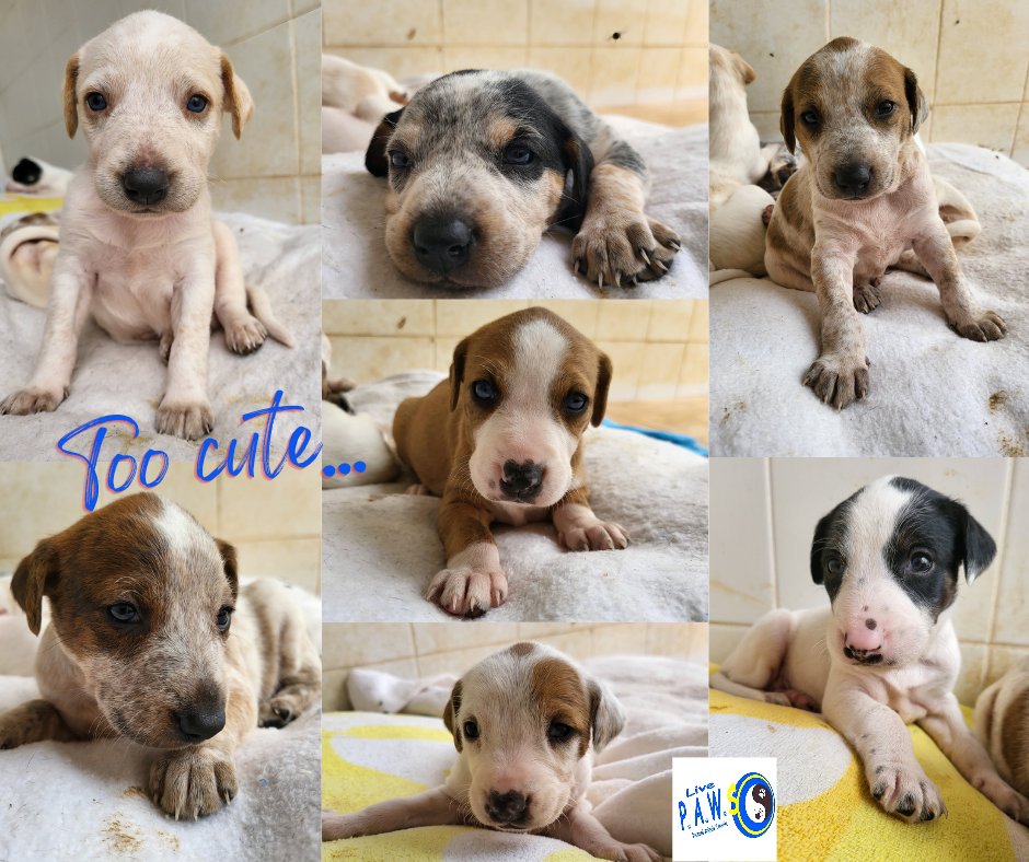live_paws's tweet photo. Just over 2 weeks old now! Just beautiful 💛💙🐾 #DogsofTwittter #Puppies #AdoptDontShop #Tenerife https://t.co/gGxpshv2Tr