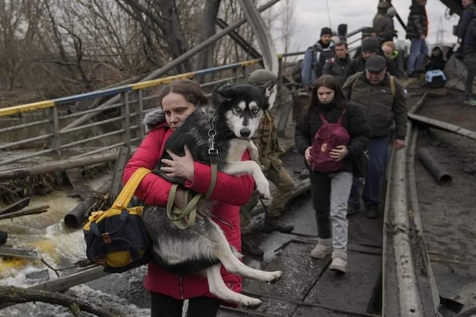 domdyer70's tweet photo. Government confirms it is looking at options for keeping Ukrainian refugees with their pets if they enter U.K. I will be discussing on @talkRADIO at 5pm tune in @ZacGoldsmith @theRCVS @BritishVets @GMB @PipTomson @NickyAACampbell @peta @scanme_tukslaw @SkyNews #StandWithUkraine https://t.co/xWQGD0ri7h
