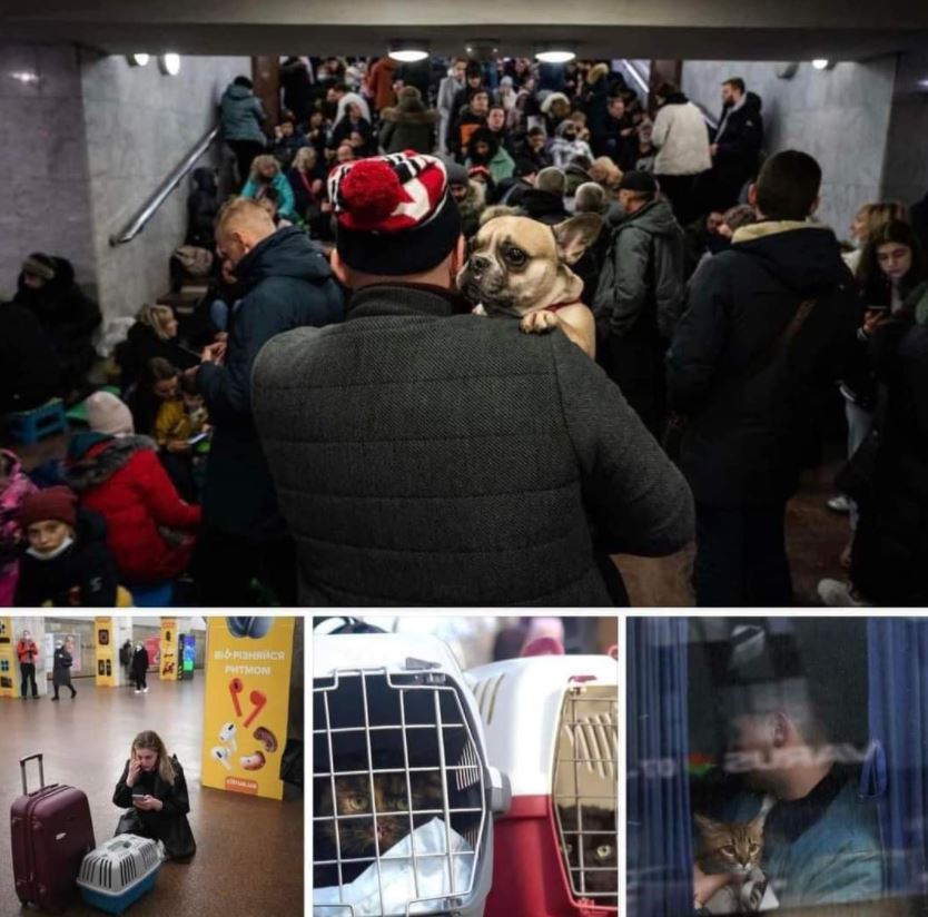 Our hearts break for the people of Ukraine and the animals they are taking with them as they flee. 

The power of a pet's friendship is both life affirming and life changing. Even during war, people cling to their dogs and cats for love and stability. And they to us.