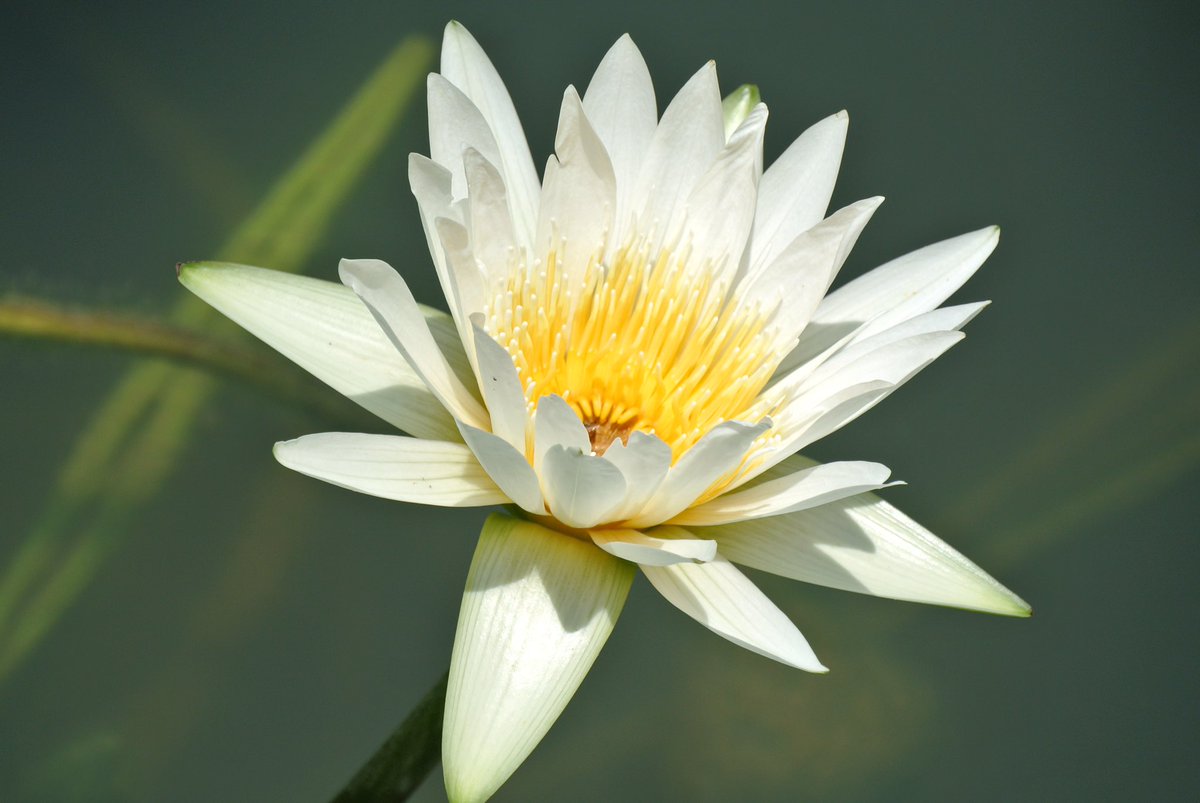 inglis_ali's tweet photo. One from a while back in sunnier and warmer climes, a beautiful water lily 🌼 #waterlily #nikond3500 #nikon #snapbridge #nofilter https://t.co/BQeMjIVw9O